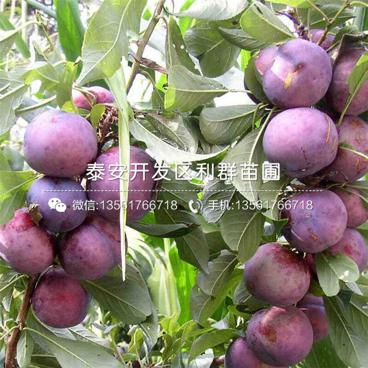 山东萨米特蓝莓树苗、萨米特蓝莓树苗价格多少