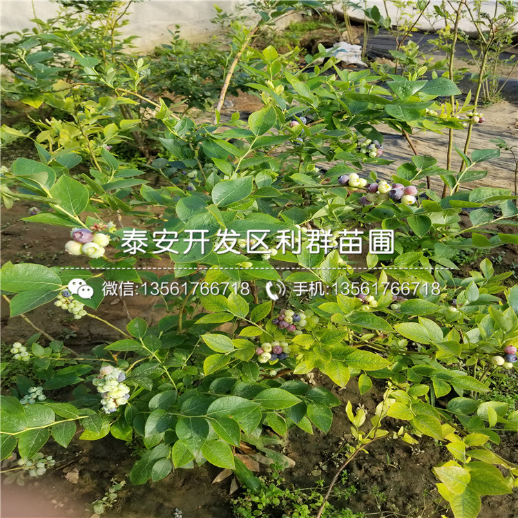 钱德勒蓝莓树苗什么价格