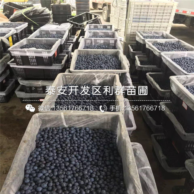 北村蓝莓树苗新品种、北村蓝莓树苗价格是多少