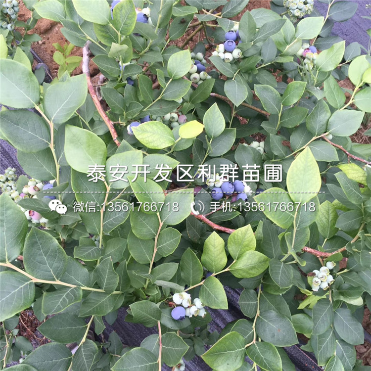 兔眼蓝莓树苗出售、兔眼蓝莓树苗多少钱一棵