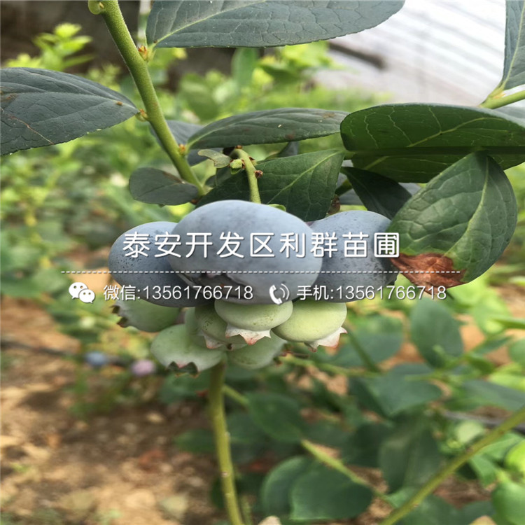 都克蓝莓树苗供应基地