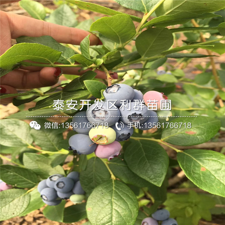 圆蓝蓝莓树苗、2019年圆蓝蓝莓树苗品种