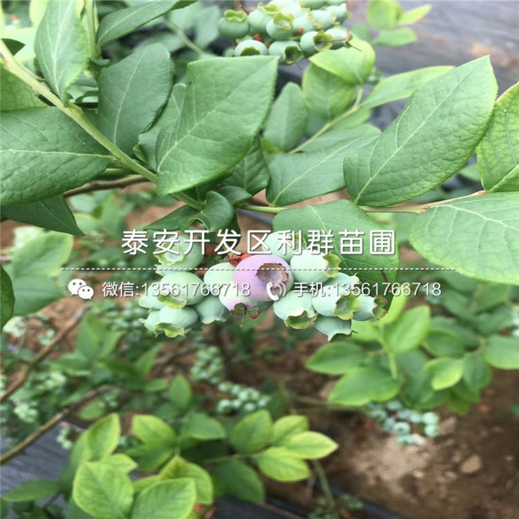 哪里有卖V5蓝莓树苗的、V5蓝莓树苗多少钱一棵