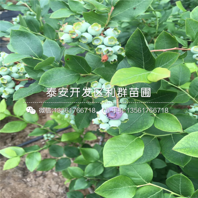 山东南蓝蓝莓苗出售价格多少