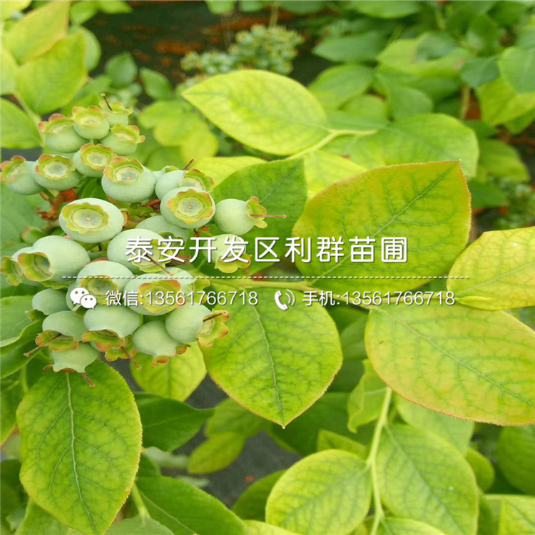 山东北卫蓝莓树苗出售基地