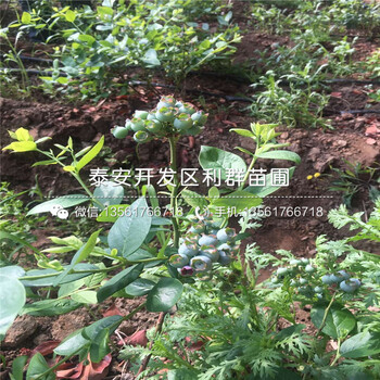 三紅梨樹苗多少錢、2019年三紅梨樹苗報價