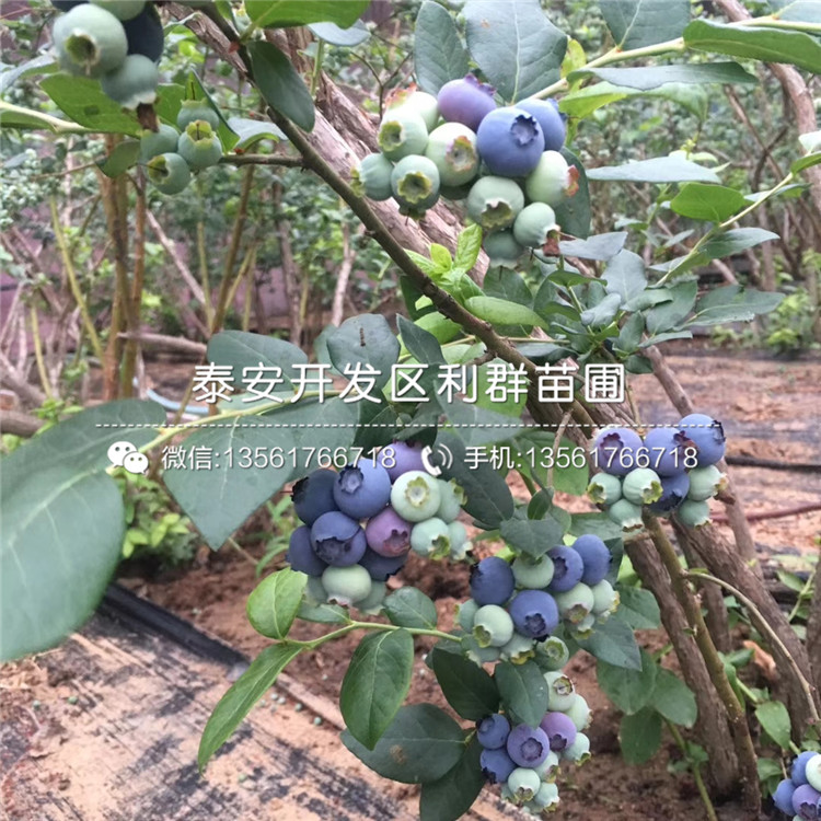 山东南蓝蓝莓苗出售价格多少