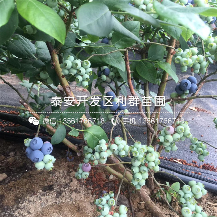 山东晚熟蓝莓树苗多少钱一棵、山东晚熟蓝莓树苗出售
