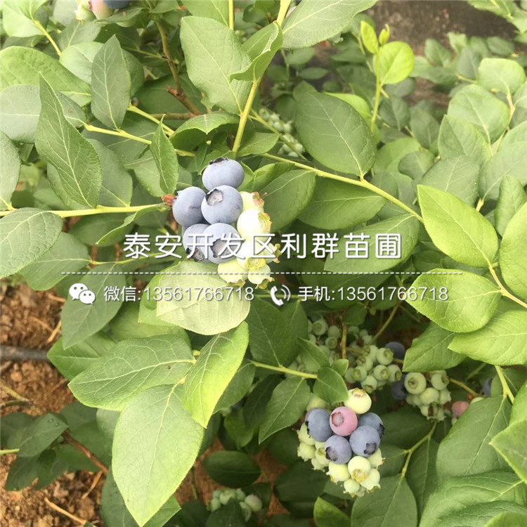 山东阳光蓝蓝莓树苗、山东阳光蓝蓝莓树苗品种
