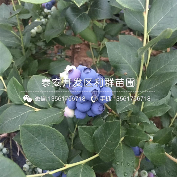 圆蓝蓝莓树苗、2019年圆蓝蓝莓树苗品种