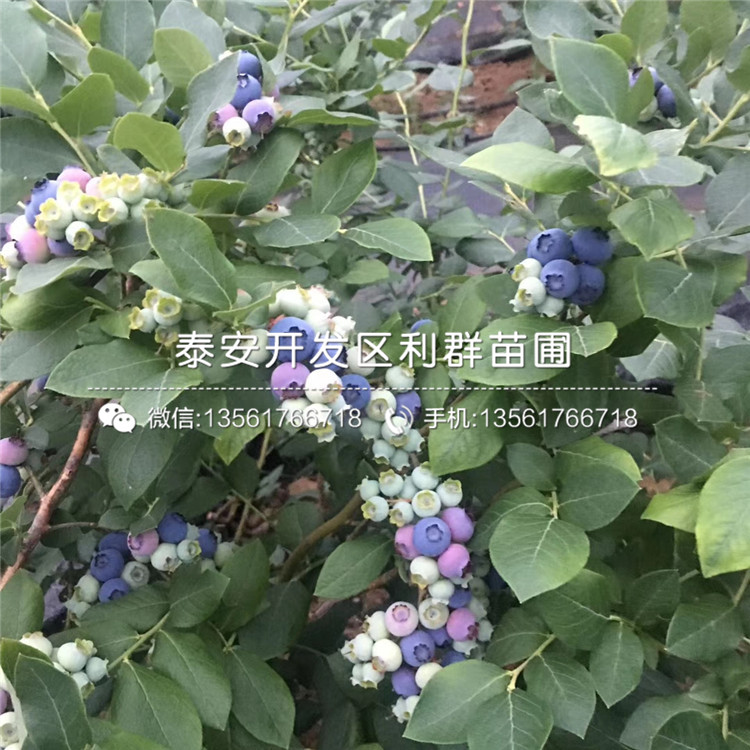 达柔蓝莓苗批发价格、达柔蓝莓苗批发基地