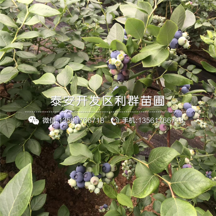 北村蓝莓树苗新品种、2019年北村蓝莓树苗多少钱