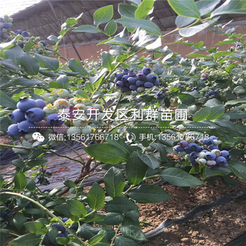 塞拉蓝莓树苗批发、塞拉蓝莓树苗价格是多少