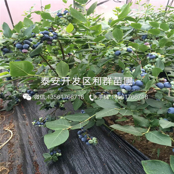 海岸蓝莓树苗、2019年海岸蓝莓树苗出售