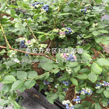 2019年早熟蓝莓树苗批发价格