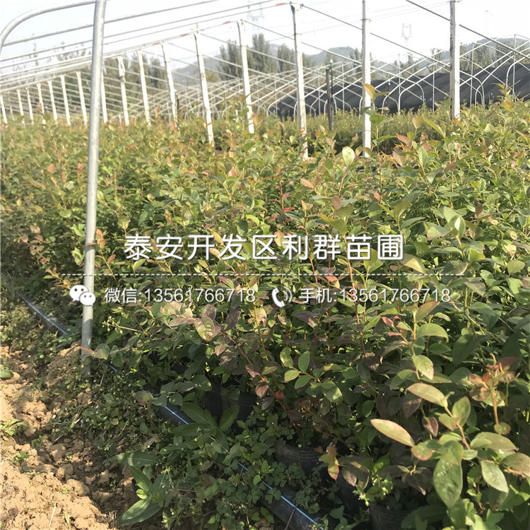 哪里有V3蓝莓苗卖、2019年V3蓝莓苗多少钱一棵