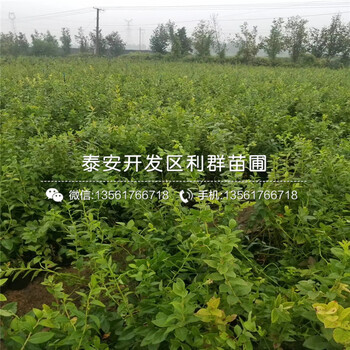 山東原生李子苗多少錢一棵、山東原生李子苗批發(fā)