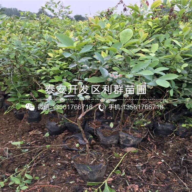 山东晚熟蓝莓苗批发基地