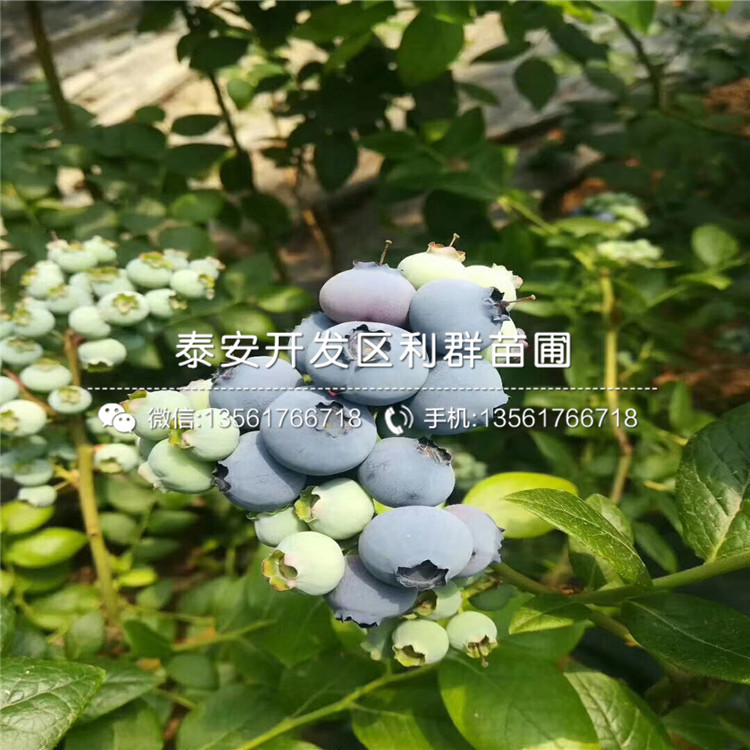 圆蓝蓝莓树苗、2019年圆蓝蓝莓树苗品种