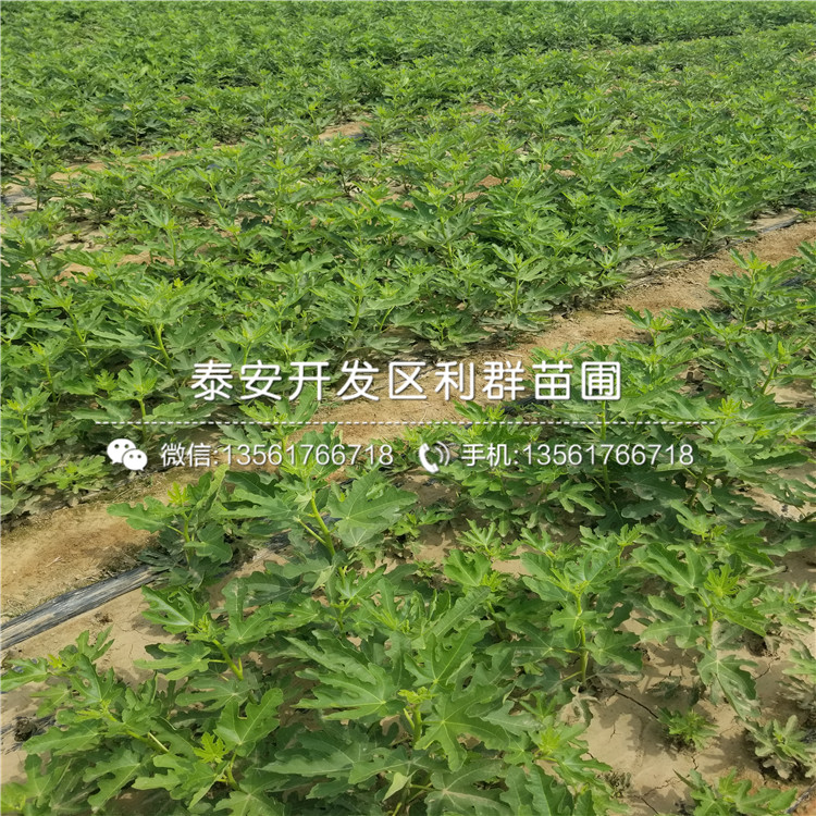 山东7公分香椿树苗多少钱一棵