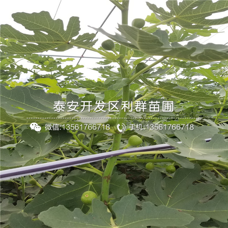 山东半高丛蓝莓树苗批发价格多少