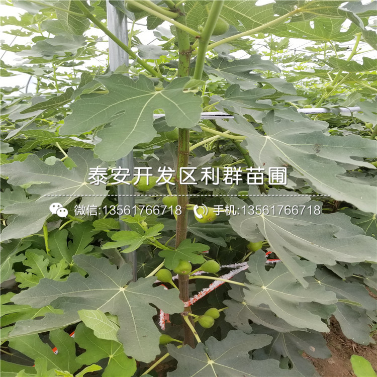 2019年威海青皮无花果苗出售