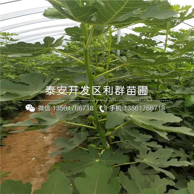 2019年脆柿子树苗品种