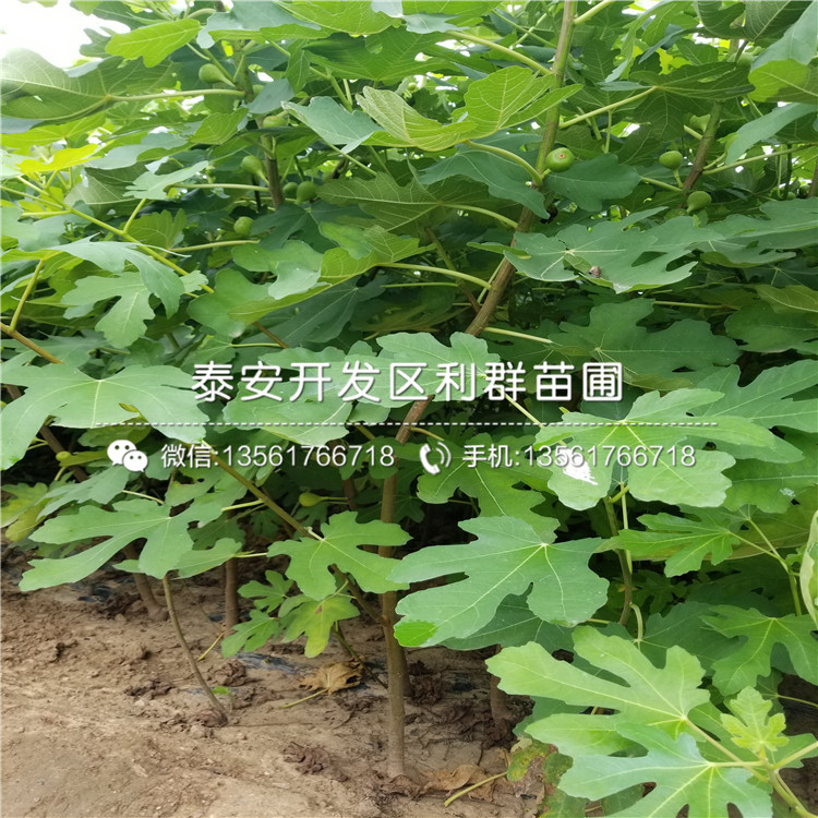 中熟蓝莓苗价钱