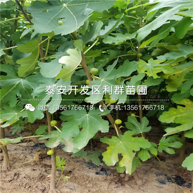 批发花椒苗、山东批发花椒苗基地