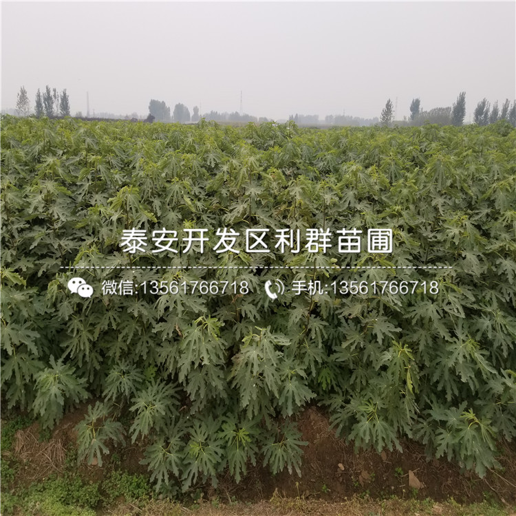 大红袍板栗树苗哪里批发