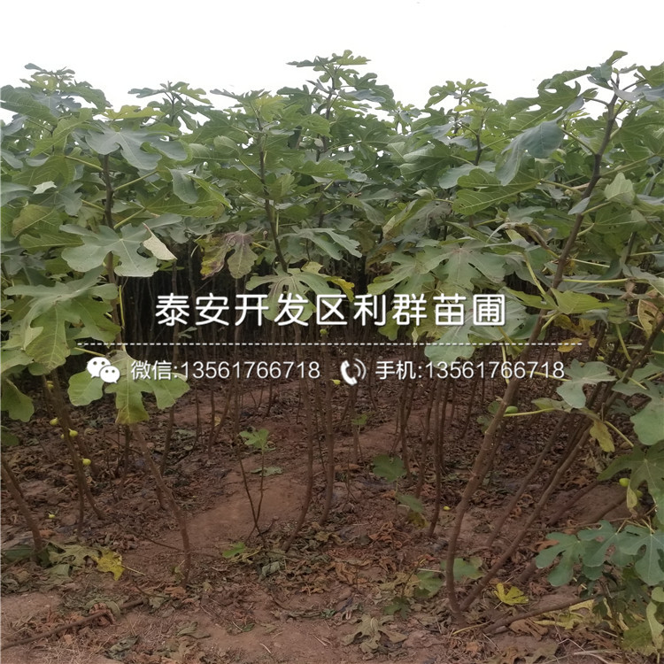 红心苹果树苗一棵多少钱