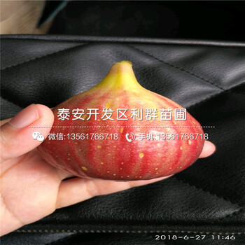 哪里有羅田柿子苗出售