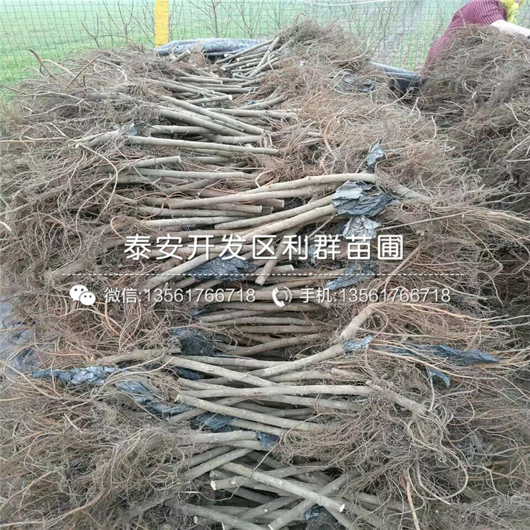 佐治宝石蓝莓树苗出售、佐治宝石蓝莓树苗价格