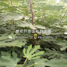 红蜜樱桃苗批发、红蜜樱桃苗价格多少图片