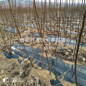 山东烟富6号苹果苗出售价格、山东烟富6号苹果苗出售基地