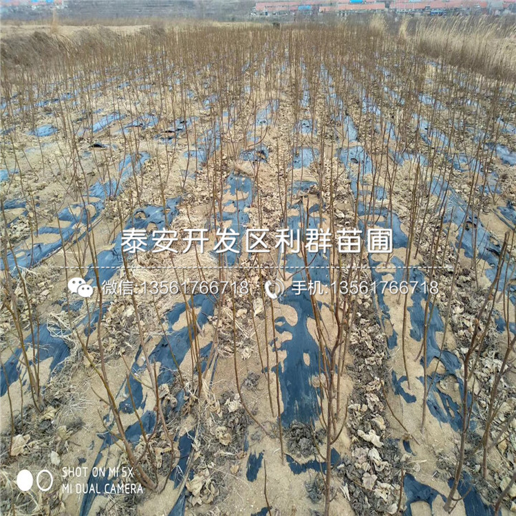 蜜脆苹果苗、蜜脆苹果苗价格