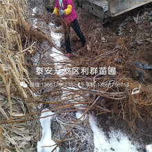 红玛瑙樱桃苗批发价格、红玛瑙樱桃苗出售价格多少图片