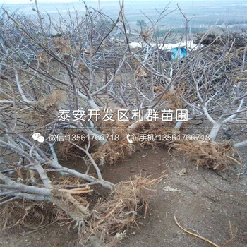 2019年加州黑無(wú)花果樹(shù)苗出售