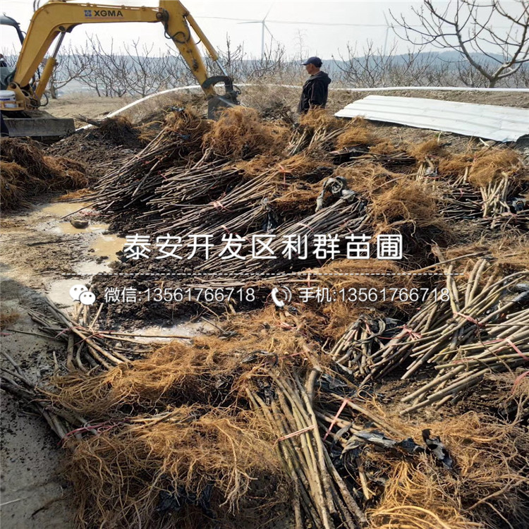 中国紫果无花果树苗基地价格