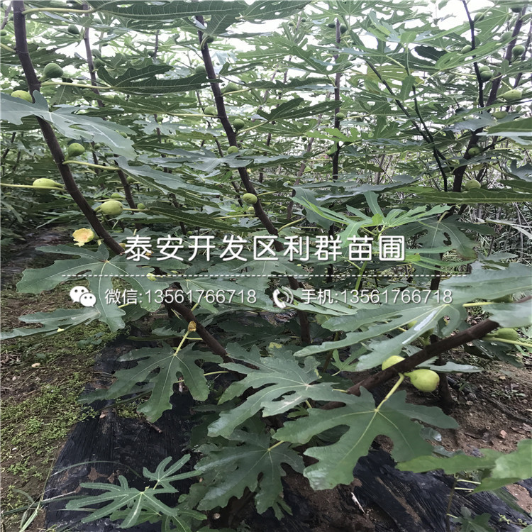 批发花椒苗、山东批发花椒苗基地