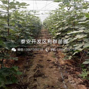 蘋果苗一株多少錢