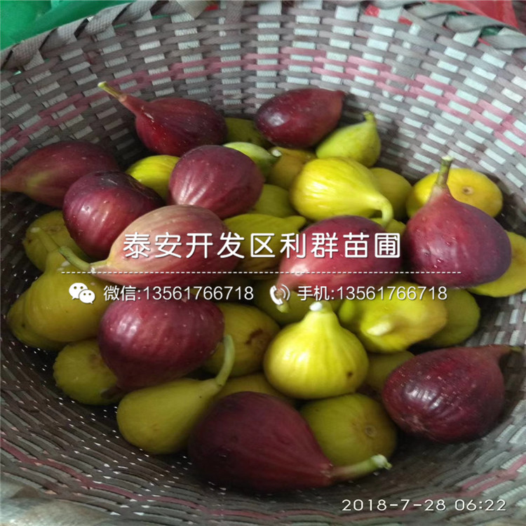 山东3公分无花果树苗出售基地