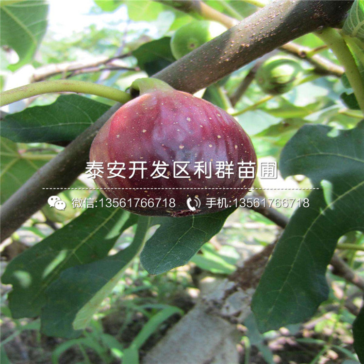 2019年秦冠苹果树苗价格是多少