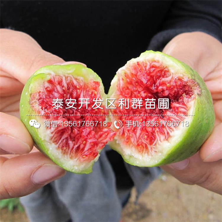 灿烂蓝莓苗出售、2019年灿烂蓝莓苗基地