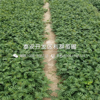 山東維納斯黃金蘋果樹苗價(jià)格多少