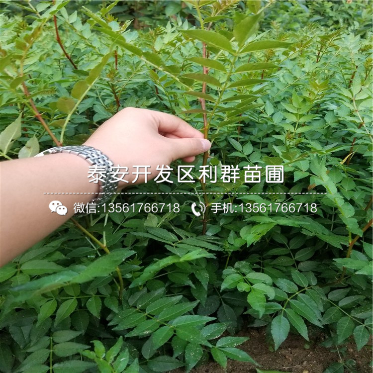 山东半高丛蓝莓树苗批发价格多少