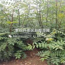 山东矮化红玛瑙樱桃苗、矮化红玛瑙樱桃苗批发图片