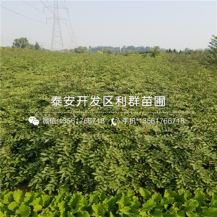 久比利蓝莓苗销售基地