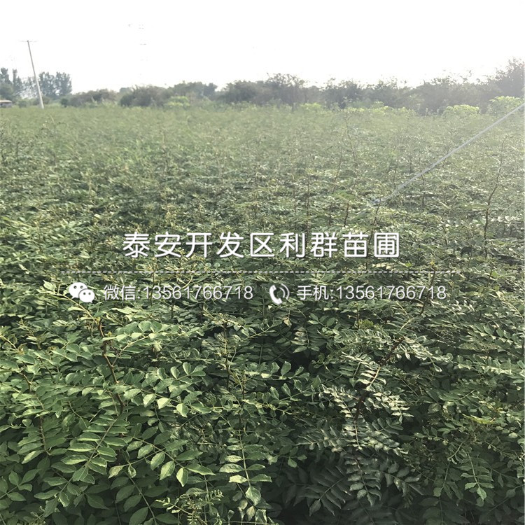 晚蓝蓝莓树苗品种介绍、晚蓝蓝莓树苗多少钱一棵