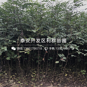 2019年大青皮無花果苗品種